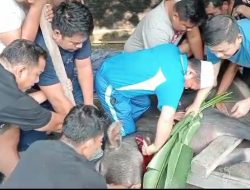 Gubernur Al Haris Salurkan 82 Sapi Qurban