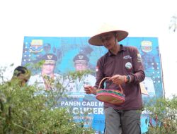 Pj Bupati Bachyuni Panen Cabai Di Sungai Gelam