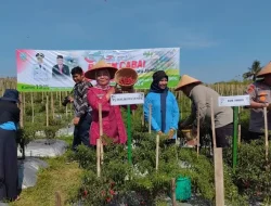 Pj Walikota Jambi Ikuti Panen Cabai dan Salurkan Bantuan untuk Warga