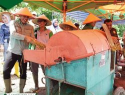 Bupati Fadhil Arief Panen Padi Sawah Kelompok Tani Suka Damai Kelurahan Teratai