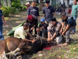 DPRD Muaro Jambi Sembelih 2 Ekor Sapi di Idul Adha