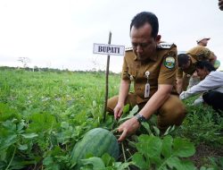 Panen Raya Semangka di Desa Parit, Bupati Bambang Dorong Kemandirian Pangan Daerah
