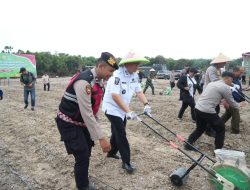 BBS Ikuti Penanaman Jagung Kuartal Ke-III Secara Serentak