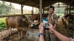 Sapi Online Tanjab Timur Permudah Peternak Jual Hewan Kurban