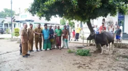 Hj Hesnidar Haris Salurkan Bantuan Hewan Kurban di Dua Kabupaten