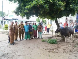Hj Hesnidar Haris Salurkan Bantuan Hewan Kurban di Dua Kabupaten