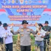 Polda Jambi Gelar Panen Raya Jagung Dukung Ketahanan Pangan Nasional
