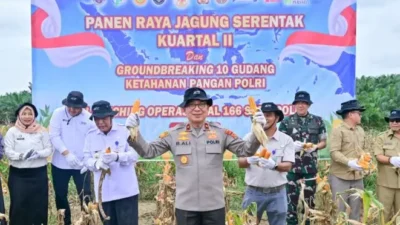 Polda Jambi Gelar Panen Raya Jagung Dukung Ketahanan Pangan Nasional
