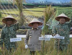 Al Haris Hadiri Panen Raya TNI Geragai, Perkuat Ketahanan Pangan Nasional
