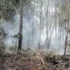 Waspada! Pohon Bisa Tumbang Saat Pemadaman Karhutla