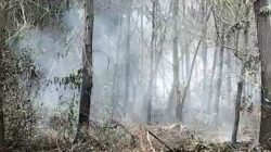 Waspada! Pohon Bisa Tumbang Saat Pemadaman Karhutla