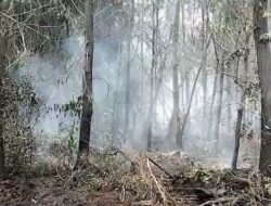 Waspada! Pohon Bisa Tumbang Saat Pemadaman Karhutla