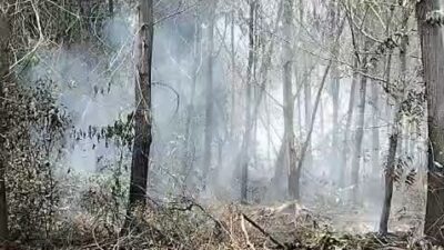 Waspada! Pohon Bisa Tumbang Saat Pemadaman Karhutla